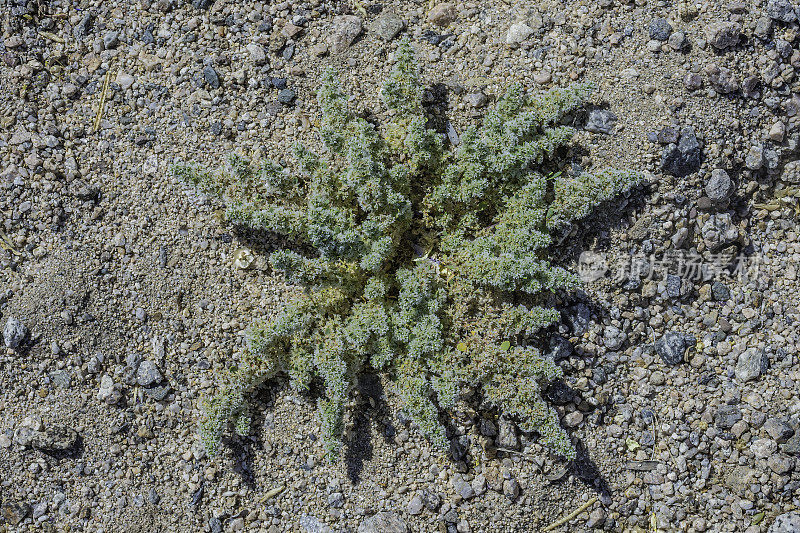 Achyronychia是一种单型开花植物属，包含单种Achyronychia cooperi，发现在约书亚树国家公园，加利福尼亚州